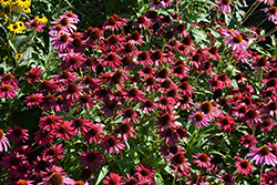 Sombrero Baja Burgundy Coneflower (Echinacea 'Balsombabur') at Lakeshore Garden Centres