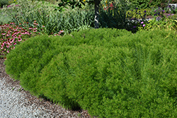 Narrowleaf Ironweed (Vernonia lettermannii) at Lakeshore Garden Centres