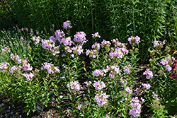 Luminary Opalescence Garden Phlox (Phlox paniculata 'Opalescence') at A Very Successful Garden Center