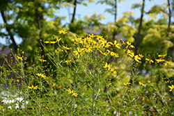 Gold Standard Tall Tickseed (Coreopsis tripteris 'Gold Standard') at Lakeshore Garden Centres