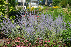 Russian Sage (Perovskia atriplicifolia) at Lakeshore Garden Centres