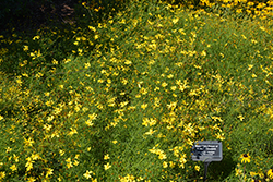 Mayo Clinic Flower Of Hope Tickseed (Coreopsis verticillata 'Mayo Clinic Flower Of Hope') at Lakeshore Garden Centres