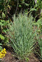 Gunsmoke Switch Grass (Panicum virgatum 'Gunsmoke') at A Very Successful Garden Center