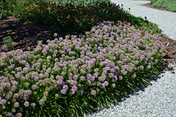 Millenium Ornamental Onion (Allium 'Millenium') at Lakeshore Garden Centres