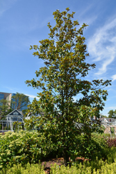Gold Star Magnolia (Magnolia 'Gold Star') at Lakeshore Garden Centres
