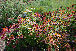 Cheyenne Spirit Coneflower (Echinacea 'Cheyenne Spirit') at Lakeshore Garden Centres
