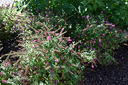 Lo & Behold Ruby Chip Butterfly Bush (Buddleia 'SMNBDD') at Lakeshore Garden Centres