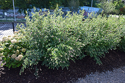 Proud Berry Coralberry (Symphoricarpos 'Sofie') at Lakeshore Garden Centres
