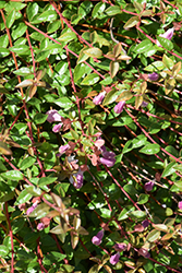 Pinky Bells Abelia (Abelia x grandiflora 'Lynn') at Stonegate Gardens