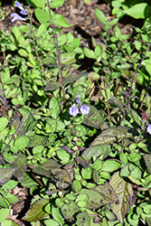 Appalachian Blues Skullcap (Scutellaria 'Appalachian Blues') at Lakeshore Garden Centres