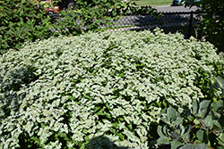 Short Toothed Mountain Mint (Pycnanthemum muticum) at Lakeshore Garden Centres