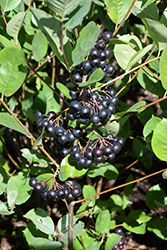 Viking Chokeberry (Aronia x prunifolia 'Viking') at Lakeshore Garden Centres