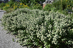 Hoary Mountain Mint (Pycnanthemum incanum) at Lakeshore Garden Centres