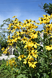 Herbstsonne Coneflower (Rudbeckia 'Herbstsonne') at Lakeshore Garden Centres