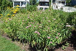 Cinderella Milkweed (Asclepias incarnata 'Cinderella') at Lakeshore Garden Centres