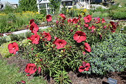 Fireball Hibiscus (Hibiscus 'Fireball') at Lakeshore Garden Centres