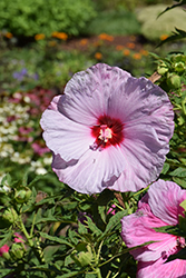 Summerific Lilac Crush Hibiscus (Hibiscus 'Lilac Crush') at A Very Successful Garden Center