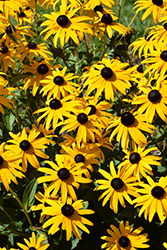 Goldsturm Coneflower (Rudbeckia fulgida 'Goldsturm') at Lakeshore Garden Centres
