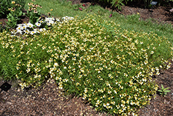Candlelight Tickseed (Coreopsis 'Candlelight') at Lakeshore Garden Centres