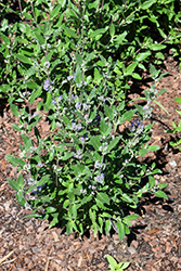 Emerald Crest Caryopteris (Caryopteris x clandonensis 'Emerald Crest') at Stonegate Gardens