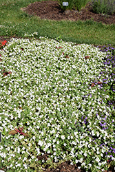 Itsy White Petunia (Petunia 'Itsy White') at Stonegate Gardens