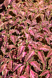 Coral CandyColeus (Solenostemon scutellarioides 'Coral Candy') at Lakeshore Garden Centres
