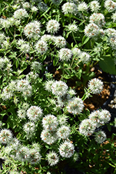Appalachian Mountain Mint (Pycnanthemum flexuosum) at Lakeshore Garden Centres