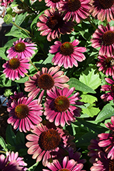 Sweet Sandia Coneflower (Echinacea 'TNECHSS') at Lakeshore Garden Centres
