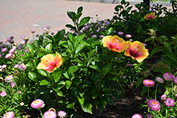 Social Butterfly Hollywood Hibiscus (Hibiscus rosa-sinensis 'Social Butterfly') at Lakeshore Garden Centres