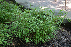 Scabrida Bamboo (Fargesia scabrida) at A Very Successful Garden Center