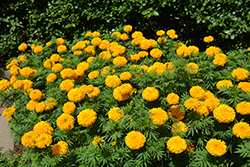 Big Duck Gold Marigold (Tagetes erecta 'Big Duck Gold') at Lakeshore Garden Centres