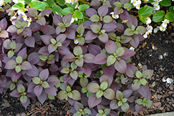 Purple Prince Alternanthera (Alternanthera brasiliana 'Purple Prince') at A Very Successful Garden Center
