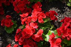 Move2 Passion Red Begonia (Begonia x hiemalis 'Move2 Passion Red') at Lakeshore Garden Centres