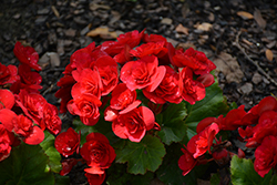 Move2 Passion Red Begonia (Begonia x hiemalis 'Move2 Passion Red') at Lakeshore Garden Centres