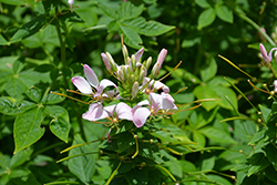 Clio Pink Lady Spiderflower (Cleome 'Clio Pink Lady') at Lakeshore Garden Centres
