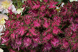 Wildfire Smoky Rose Coleus (Solenostemon scutellarioides 'Smoky Rose') at Lakeshore Garden Centres