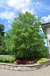 Frontier Elm (Ulmus 'Frontier') at Lakeshore Garden Centres