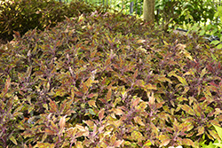 Down Town NYC Nights Coleus (Solenostemon scutellarioides 'NYC Nights') at Lakeshore Garden Centres