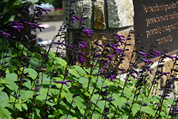 Bodacious Smokey Jazz Sage (Salvia guaranitica 'Smokey Jazz') at A Very Successful Garden Center