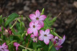 Saratoga Purple Bicolor Flowering Tobacco (Nicotiana 'Saratoga Purple Bicolor') at Lakeshore Garden Centres