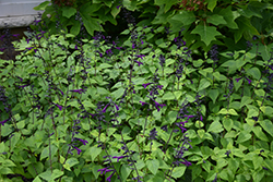 Bodacious Smokey Jazz Sage (Salvia guaranitica 'Smokey Jazz') at A Very Successful Garden Center