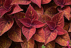 Talavera Moondust Coleus (Solenostemon scutellarioides 'Talavera Moondust') at Lakeshore Garden Centres