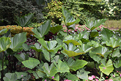 Coffee Cups Elephant Ear (Colocasia esculenta 'Coffee Cups') at Lakeshore Garden Centres
