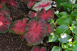Painted Frog Red Bellied Tree Frog Caladium (Caladium 'Red Bellied Tree Frog') at Lakeshore Garden Centres