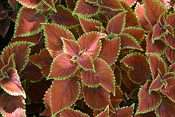 Talavera Sienna Coleus (Solenostemon scutellarioides 'Talavera Sienna') at Lakeshore Garden Centres