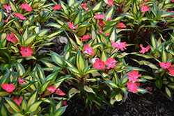 SunStanding Jazzy Coral Impatiens (Impatiens 'SunStanding Jazzy Coral') at Lakeshore Garden Centres