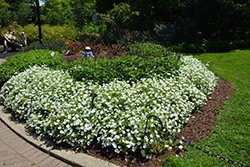 Supertunia Vista Snowdrift Petunia (Petunia 'BBTUN04401') at Stonegate Gardens