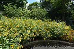 Suncredible Yellow (Helianthus 'Suncredible Yellow') at Stonegate Gardens