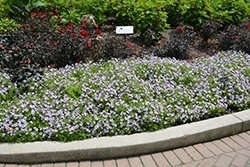 Supertunia Mini Vista Violet Star Petunia (Petunia 'USTUNJ1901') at Stonegate Gardens
