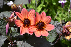 Happy Days Neon Dahlia (Dahlia 'HDNE33') at Lakeshore Garden Centres